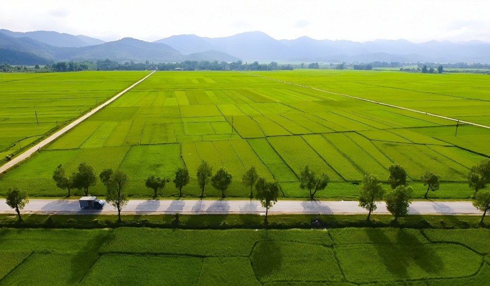 Cánh đồng Mường Thanh lớn nhất Tây Bắc