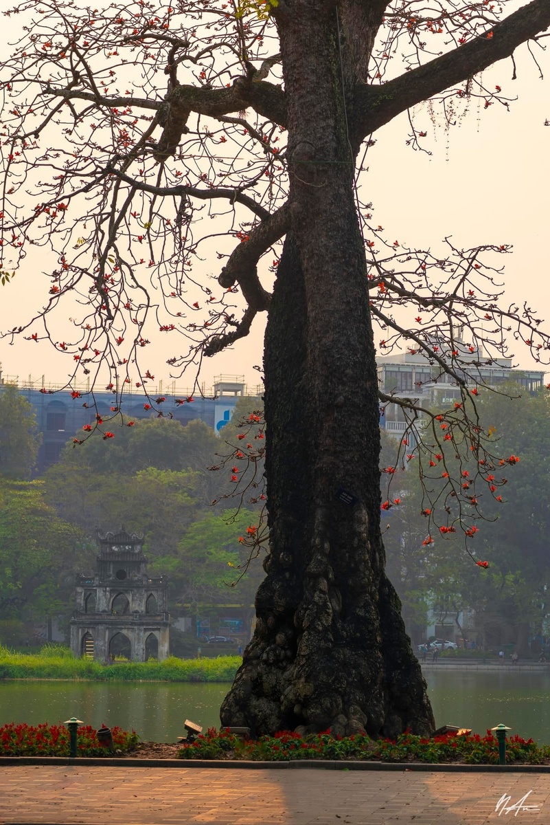 Hoa Gạo Tháng Ba