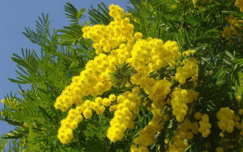 4. Hoa Mimosa