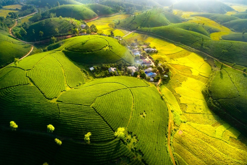 Tổng quan