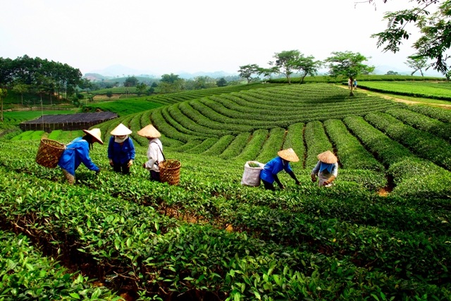Tổng quan