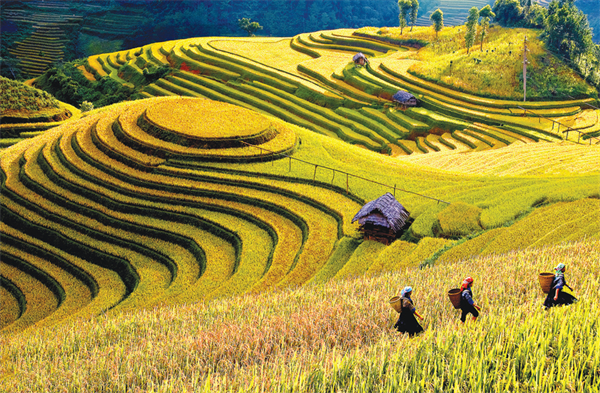 Tổng quan