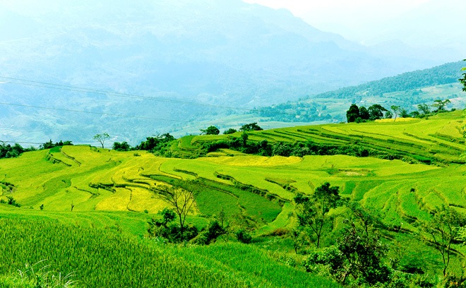 Tổng quan