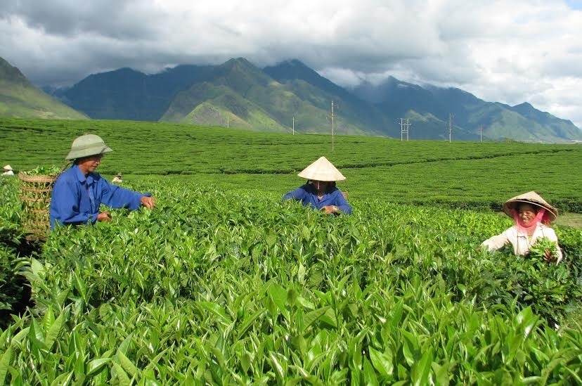Tổng quan