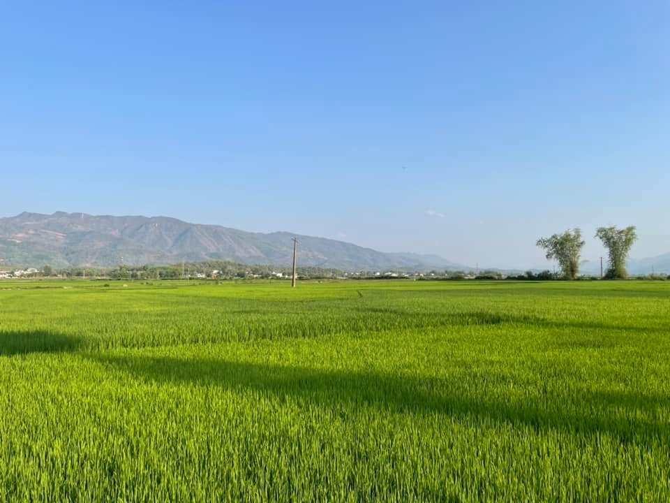 Tổng quan