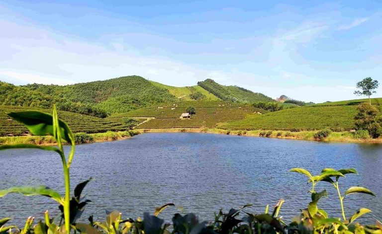 Tổng quan