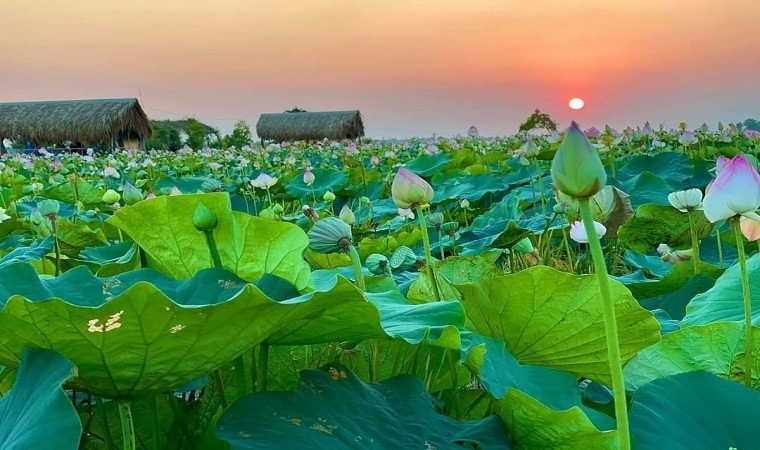 Tổng quan