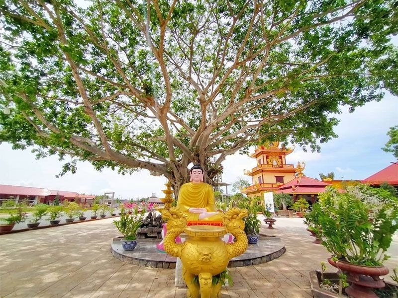 Tổng quan