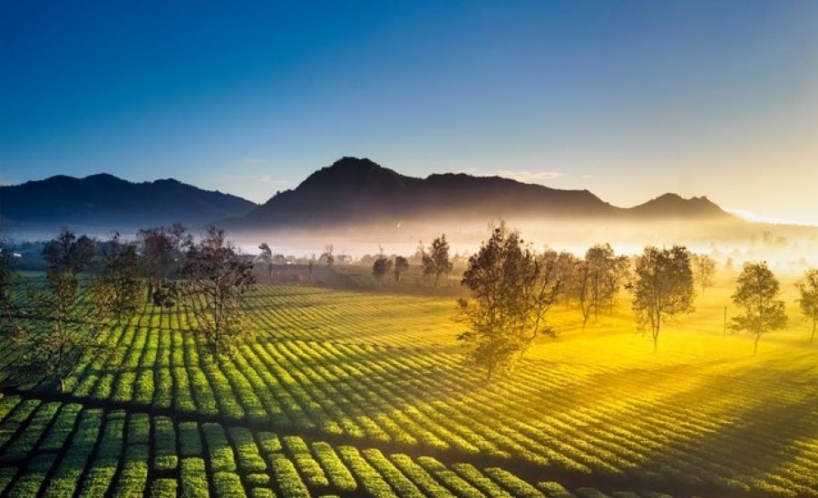 Tổng quan