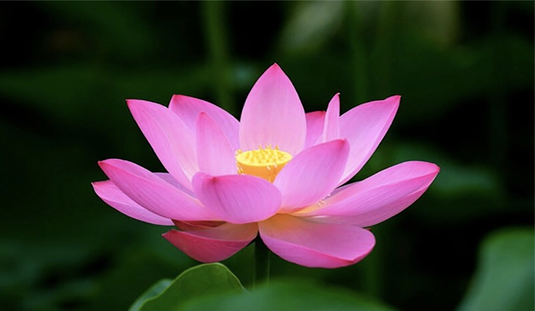 Hoa Mùa Hạ